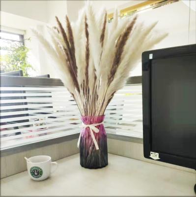 China Green environmental protection RTS factory supply dry pampas grass bouquet belong to small pampas to wedding decoration. for sale