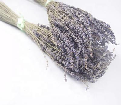 China Rabbit Tails Grass Wholesale Natural Dry Lavender Real Lavender Decorative Dried Flowers For Sale for sale