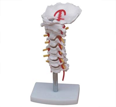 China XC-133 PVC Cervical Spine With Neck Artery for sale