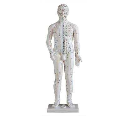 China XC-502A PVC Acupuncture Model 70CM for sale