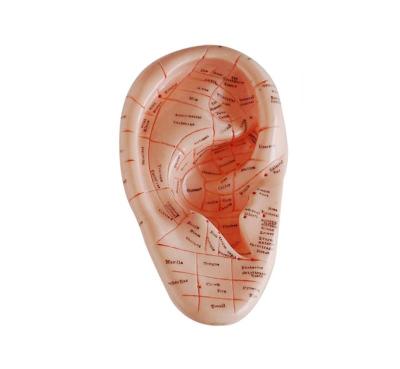 China XC-514A Massage Ear Model 17CM XC-514A for sale