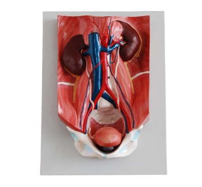 China XC-333 Medical School Urinary Tract Model for sale