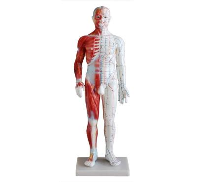 China XC-518A Acupuncture and Male Muscle Model 60CM XC-518A for sale