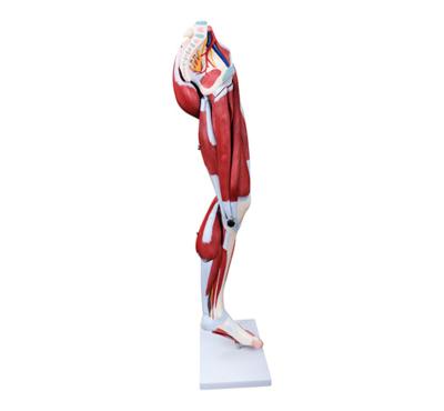 China Medical School Teaching Human Leg XC-337 Muscle (13Parts) for sale