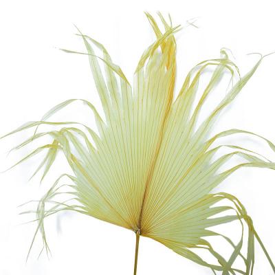 China Plant Natural Dry Nature Planting Mullti Color Artificial Palm Leaves For Flower Arrangement for sale