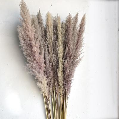 China Wholesale dry wedding pampas or party decoration Yunnan reed flower for wedding and party decoration for sale