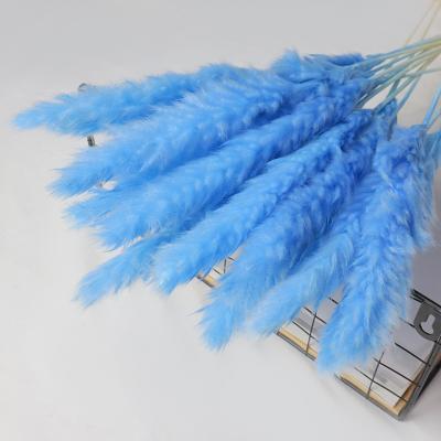 China Natural Touch Amazon Bouquets Hot Selling Fluffy Flower The Little Pampas Grass The Nordic Style Decoration for sale