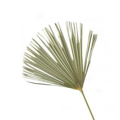 China Yunnan Wholesaler Low Price Durable Custom Preserved Fan Palm Leaves For Wedding Decoration for sale