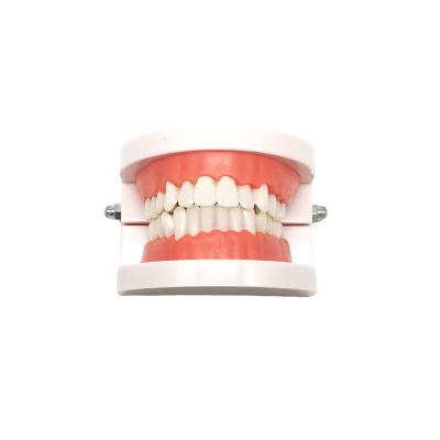 China Zahnmedizinisches Standardzahn-Modell-Teaching Denture Oral-Modell Dental Functional Appliance zu verkaufen