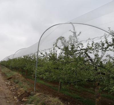 China 100% HDPE Net Agro Anti Hail Netting High Strength Net Protection For Trees for sale