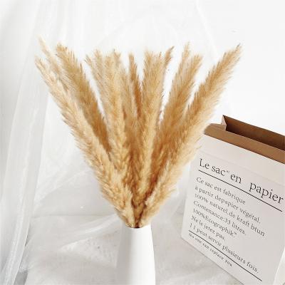 China Real Gift Hot Selling Pampas Grass Pampas Grass Colorful Gray Pampas Grass Home Decor for sale