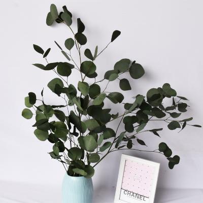 China Hot Sale 55-65cm Gift Real Touch Preserved Eucalyptus Leaves Eucalyptus Leaf Eucalyptus Wedding Dried Flowers for sale