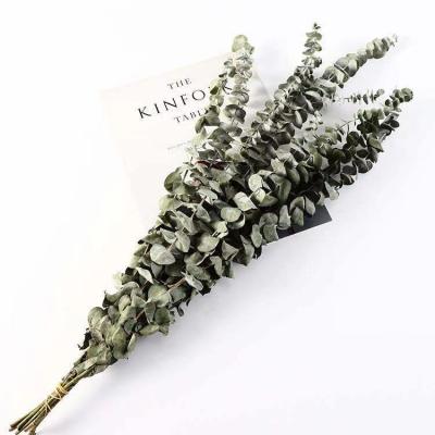 China Hot Sale Eucalyptus Wholesaler Eucalyptus Vine Colored Eucalyptus Stems Dried Flowers for sale