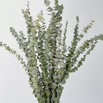 China Wholesale eucalyptus eucalyptus hot sale gift flower silver dollar eucalyptus dried leaf dried flowers for sale