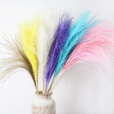 China Wholesale Environmental Dried Flowers Pampas Grass And Ponytail Beater For Home Decoration for sale