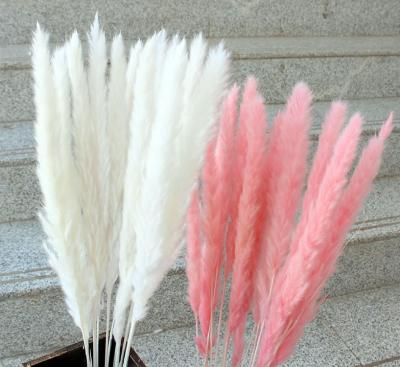 China Aamzon's best-selling flower bouquets decoration dried flowers small fluffy white pampas grass for sale