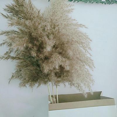 China Hot Sale Cheap Dried Wild Pampas Grass Flower Bouquets Decoration Pampas Grass For Decorative Flowers for sale