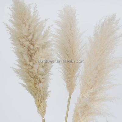 China Single Amazon Top Selling Dried Flowers Pampas Grass Natural Beige Wedding Decor Large Pampas Grass for sale