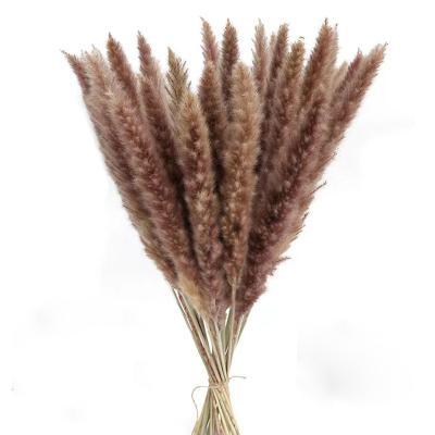 China Wholesale colorful Amazon hot selling 2021 natural small pampas grass boho pampas flowers for sale