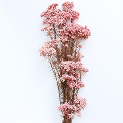 China Flower Arrangements Yunnan Starflower Top Selling Preserved Flowers Preserved Rice Flowers For Flower Arrangement for sale