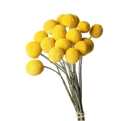 China Environmental wholesale dry natural flower craspedia billy balls for flower arrangement for sale