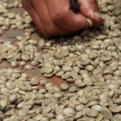 China Arabica Specialty Coffee Beans LaFon Coffee Farm CTM-02 for sale