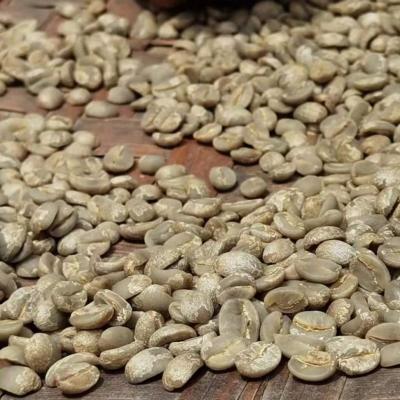 China Arabica Specialty Coffee Beans LaFon Coffee Farm CTM-03 for sale