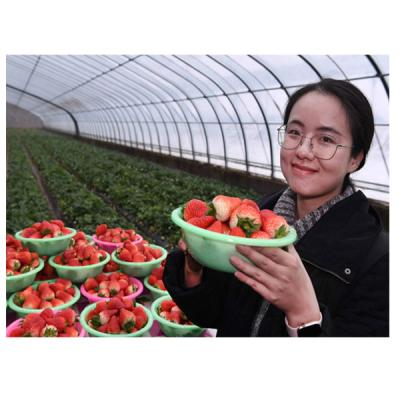 China Simple structure and easy assemly cheap tomato cutter growing plastic film tunnel singlespan other greenhouses for sale