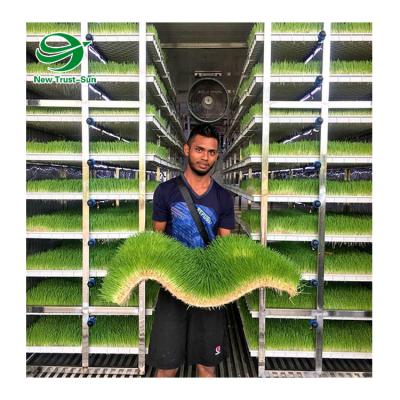 China Vertical Hydroponic Plant Leafy Vegetable Microgreens Fodder Shipping Growing Container For Growing Smart Farms for sale