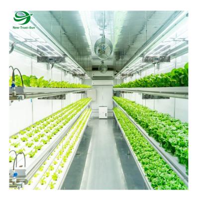 China Stable Structure Easily Assembled Vertical Hydroponic Container Box For Lettuce/Spinach/Celery Leafy Vegetables for sale