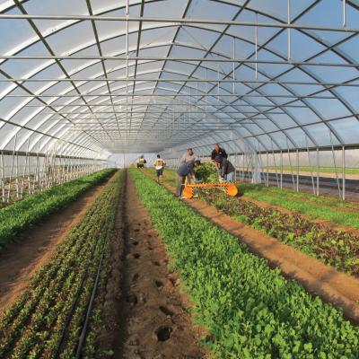 China Simple structure and Easy Growing Singlespan PE film greenhouse assemly Cheapest Solar Agricultural Tomato Strawberry for sale