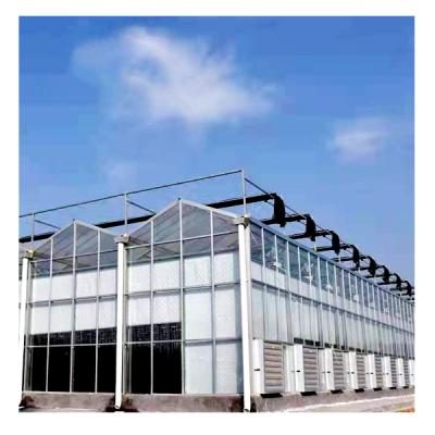 China High light transmission tomato commercial multispan lettuce vegetables hydroponic growing glass agricultural greenhouse for sale for sale