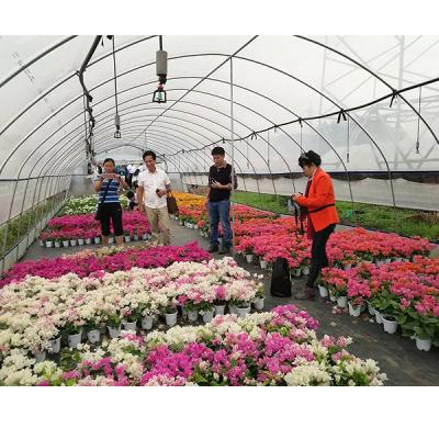 China Easily Assembled Singlespan Leaf Tunnel Plastic Agriculture Vegetables Flower Greenhouses Plant for sale