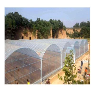 China High Light Transmittance Tropical Hydroponic Vegetables NFT Tunnel Tomato Multispan Greenhouse Invernadero for sale