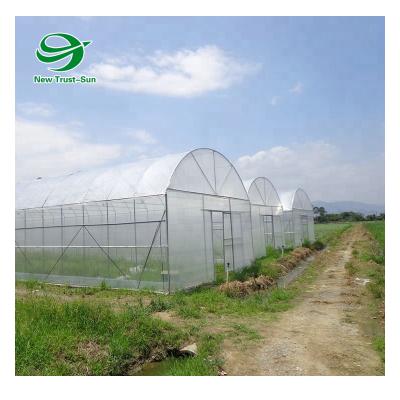 China Planting Cheapest Arch Type Poly Plastic Sheet Tunnel Greenhouse Vegetables For Sale for sale