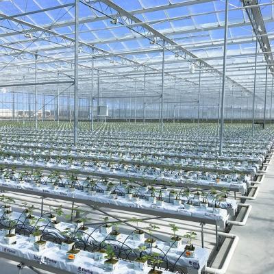 China Stable Structure Easily Assembled High Quality Multispan Polycarbonate Tomato / Strawberry Greenhouse With Hydroponics for sale