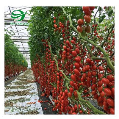 China Cultivation Planting High Quality Polycarbonate Sheet Tropical Greenhouse For Tomato Cultivation for sale