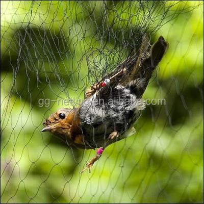 China Multi-use Disposable Bird Netting / Anti Bird Net for sale