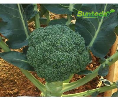 China Agriculture Suntoday Green High Yield Green Sprouting Calabrese Broccoli Seeds 1kg/bag for sale