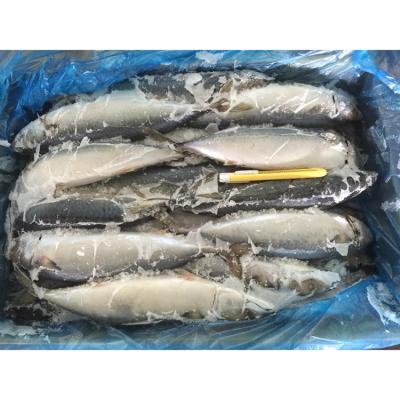 China FROZEN factory seafood mackerel direct frozen fish 300 500g for sale