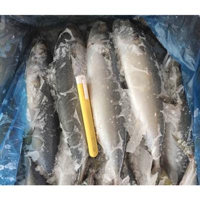 China Best Seller High Quality Low Fat Dried Atlantic Saurels Frozen for sale