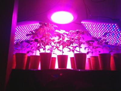 China full spectrum led grow lights for sale