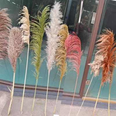 China The Genuine Decorative Environmental Friendly Fake Pampas Grass Reed Grass For Wedding Decor Artificial for sale