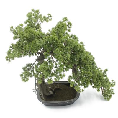 China Woody Plants Potted Bonsai Mothers Day Gifts CR-5211 55 cm Contemporary Podocarpus Macrophyllus for sale