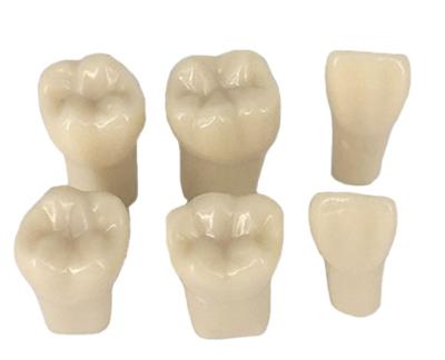 China Tooth Endodontic Dental Typodont Model Eco-friendly Dental Model Model Forming Loose Teeth With Straight Roots for sale