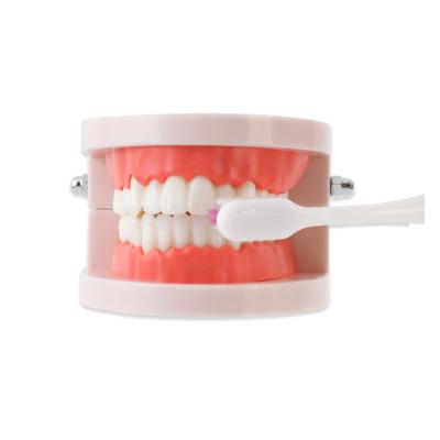 China Oral Tooth Brushing Dental Regional Model Teaching, Health Care, Oral Small Tooth Brushing Teaching Mod Kindergarten Model Supplies for sale