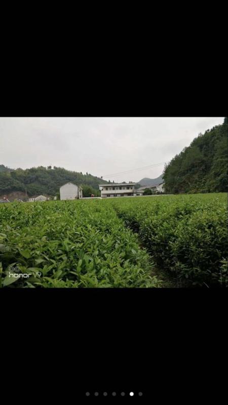 Verified China supplier - Hangzhou Lin'an Oriental Tea Applied Technology Research Institute