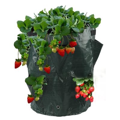 China Customized Logo Greenhouse Dish PE Eco-Friendly Strawberry Grow Bag With Multi-mouth Design for sale