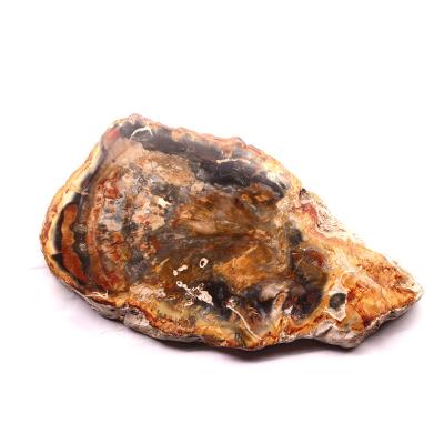 China China wholesale natural petrified fossil wood rough petrified wood slab for decoration for sale