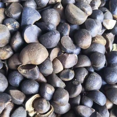 China Camellia oil extract imported agricultural products for oil extraction and planting high quality camellia seeds for sale